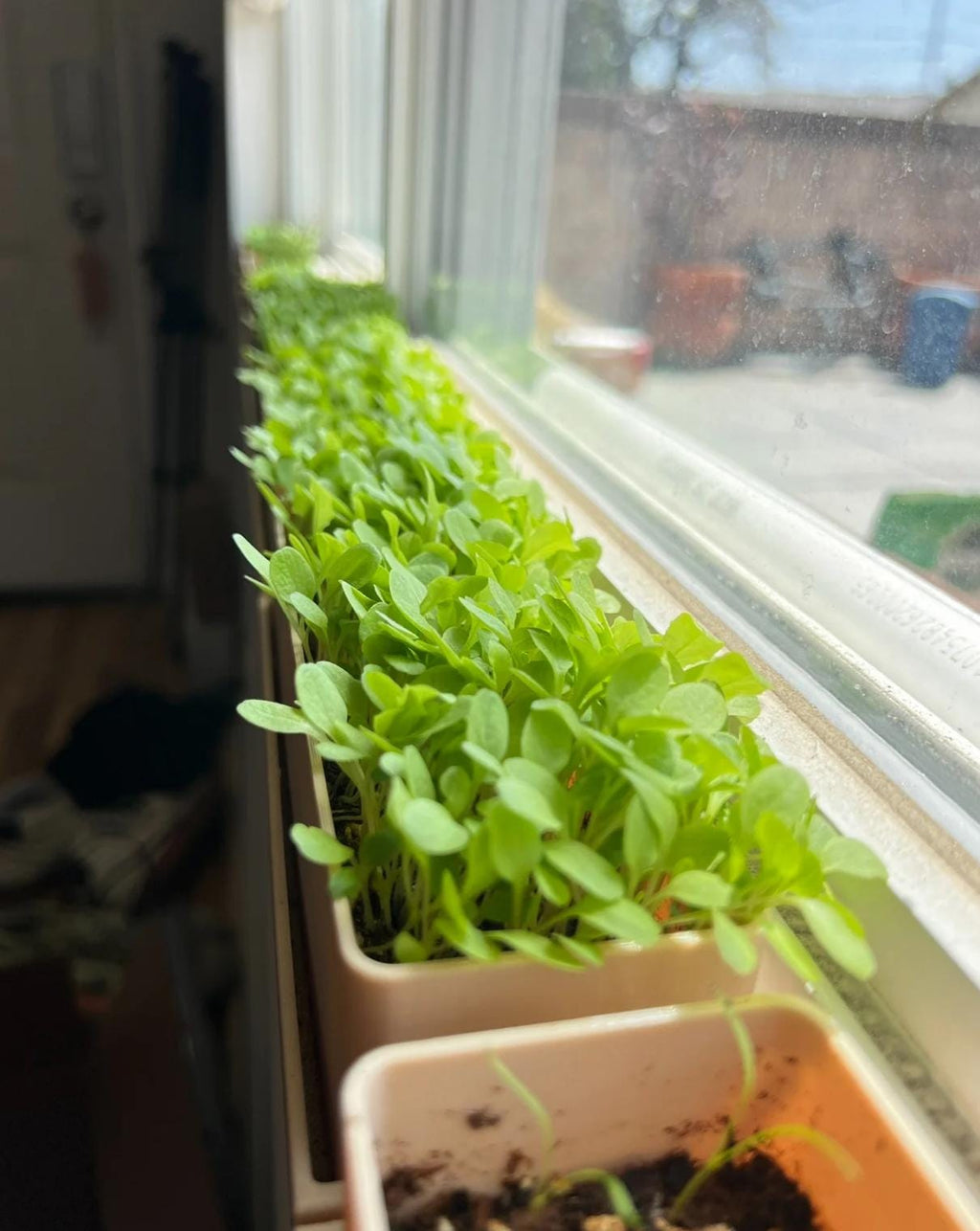 Windowsill Planter Microgreens Kit