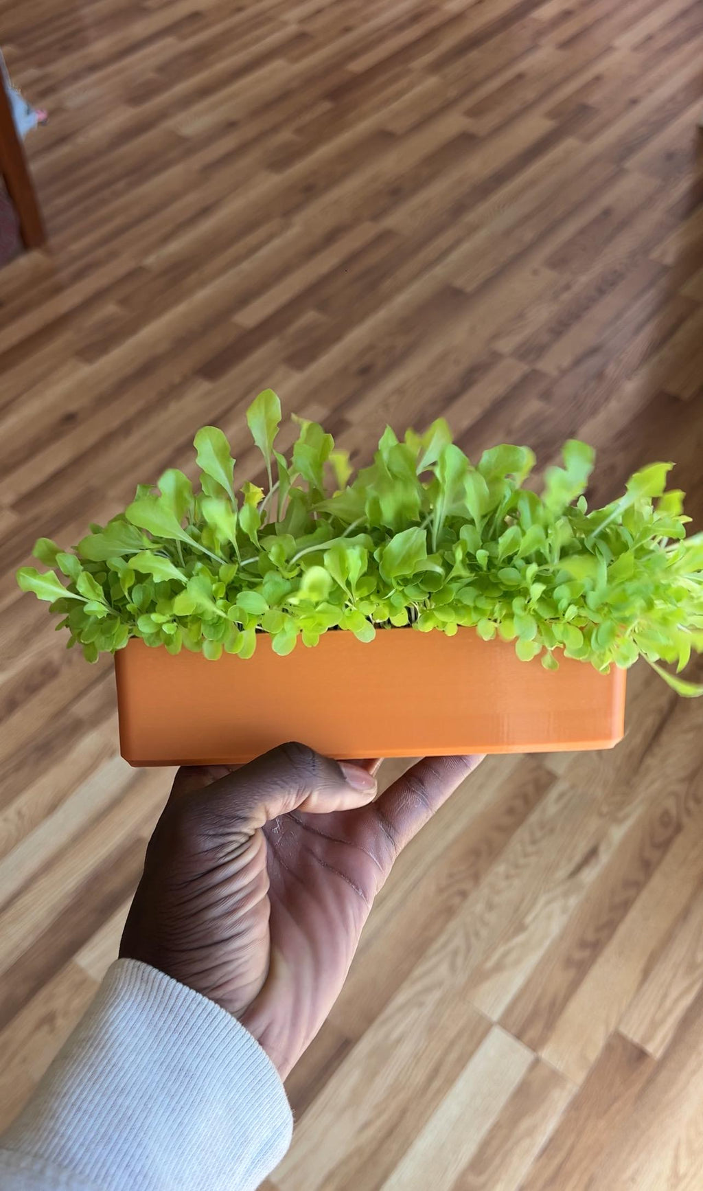 Windowsill Planter Microgreens Kit